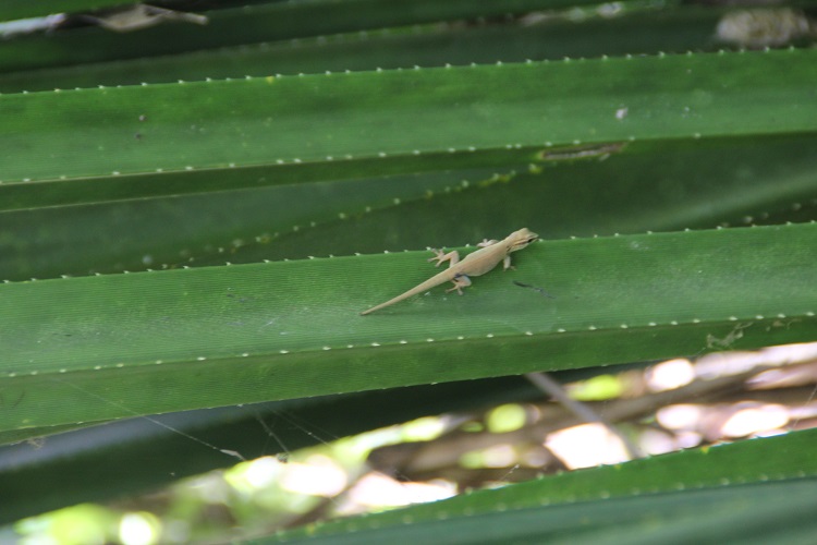 Female Lygodactylus williamsi