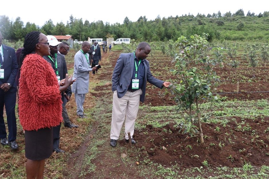 Dr. Richard Madege, the Assistant Coordinator for Interact – Africa Project (SUA) taking a closer look at the Apple Variety Strategically grown by MU as a cash crop.