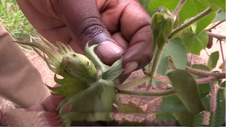 Viwavijeshi kwenye pamba