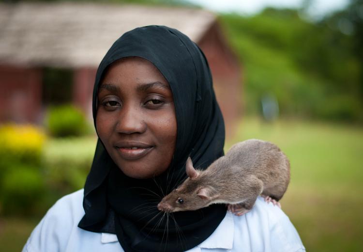 Apopo Hero Rats
