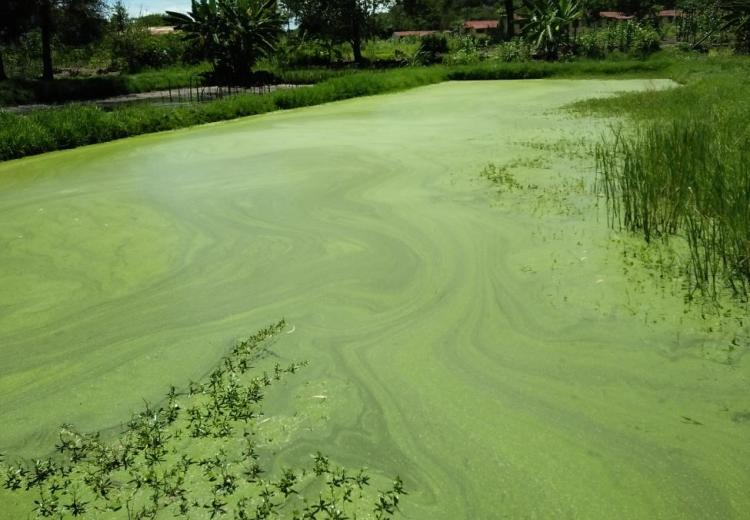 Macrophytes from Lake Victoria