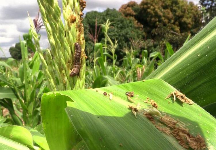 Fall armyworms:Farmers nightmare