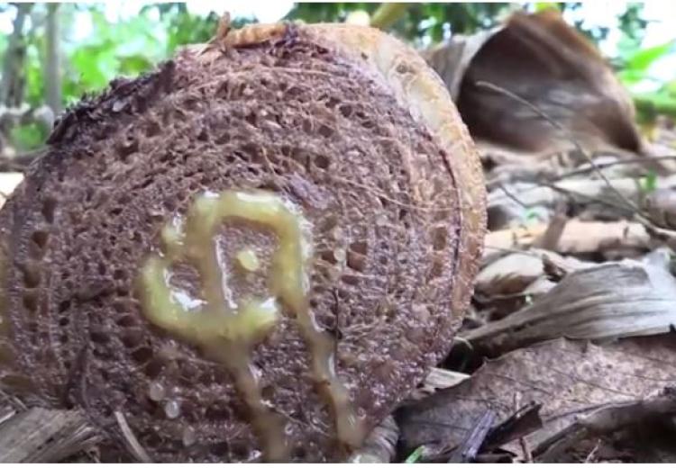 Tissue Culture Technology: New hope for Banana farmers in Kagera Region