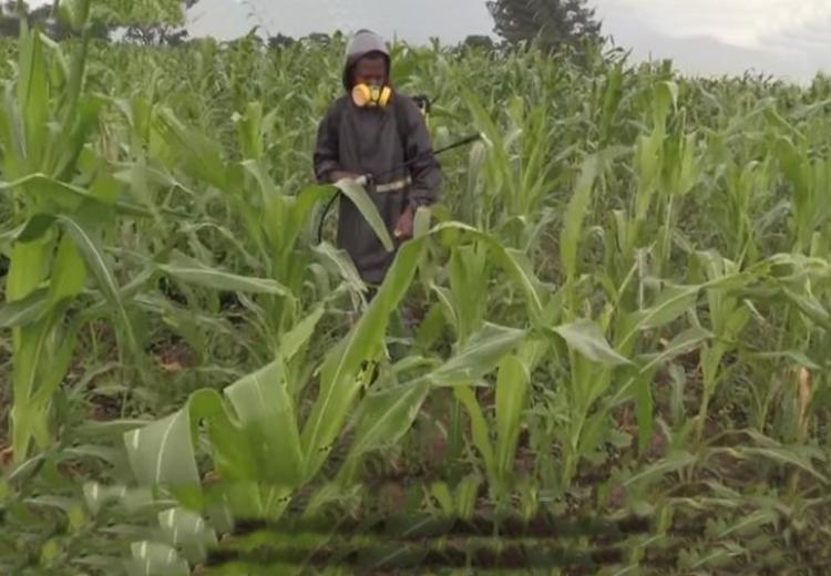 Maize Crops Attacked by fallworms