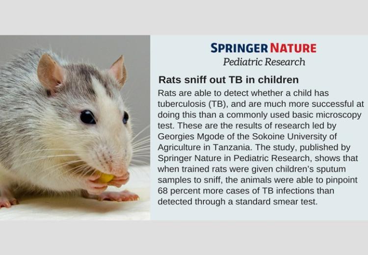 Research from SUA shows that rats can detect tuberculosis in children with higher accuracy than standard microscopy tests