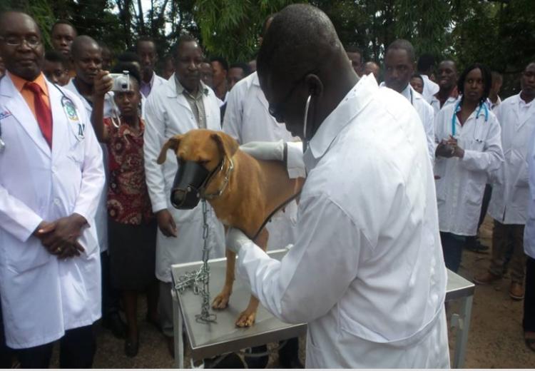Prof. Raphael Chibunda who is veterinarians and also Vice chancellor of Sokoine University of Agriculture treating a dog at SUA Veterinary Referral Hospital during a world veterinary day