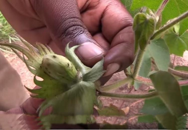 Fear of Unknown: Tanzania Cotton Farmers Paying a Price