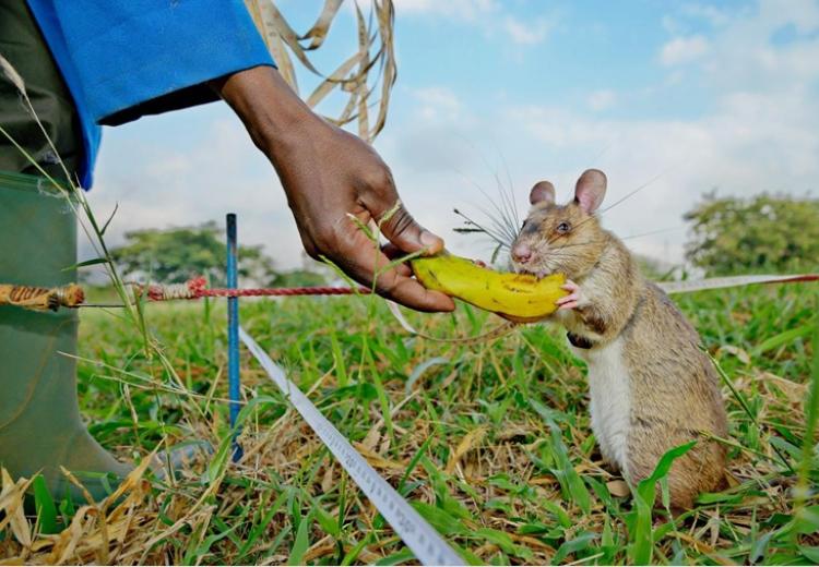 The rats get food rewards as they learn to detect land mines or TB in the lab