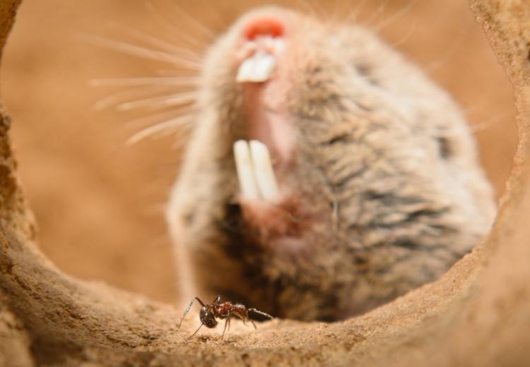 Mole Rats