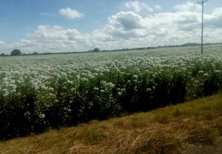 Invasion of Kongwa weed in Kongwa Ranch in 2018