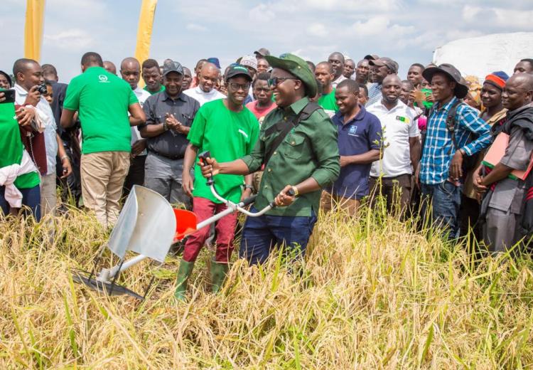SUA Graduates Rice Farm Harvesting