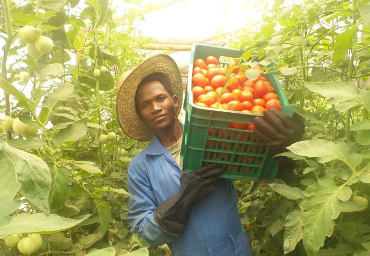 Harvesting Season