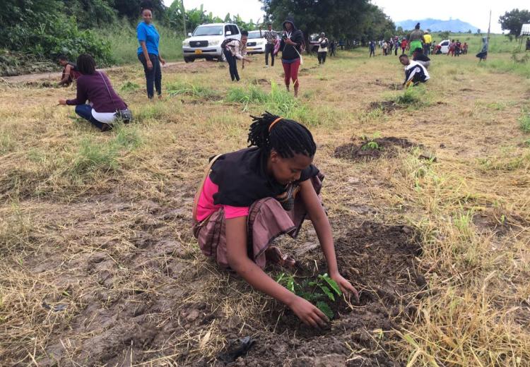 Tree planting