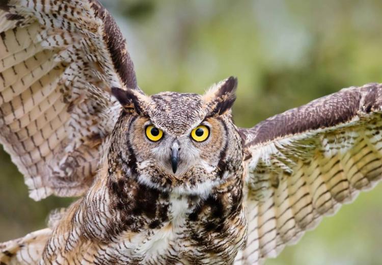 owl