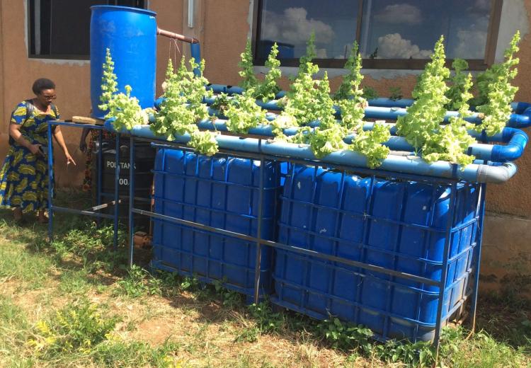 Aquaponic demonstration at SUA Magadu Fish Farm and Hatchery