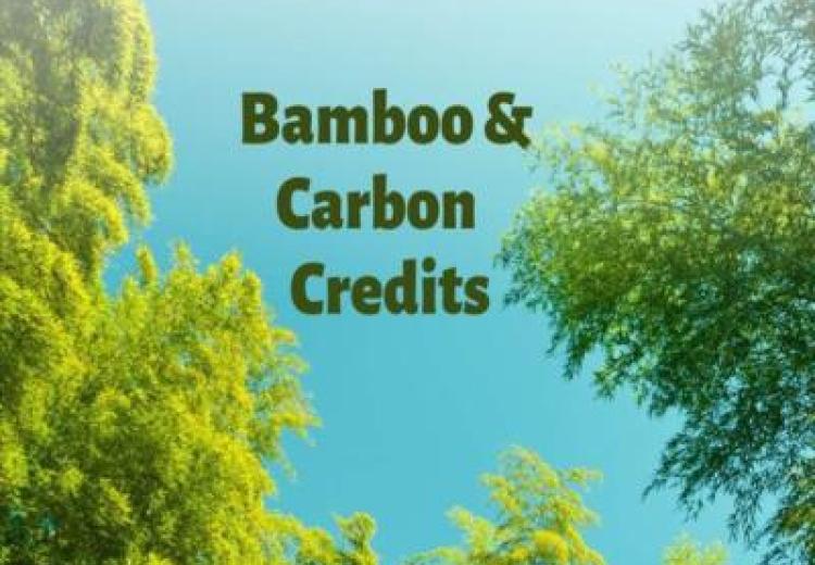 Tanzania Unveils Bamboo Strategy Incorporating Carbon Credits