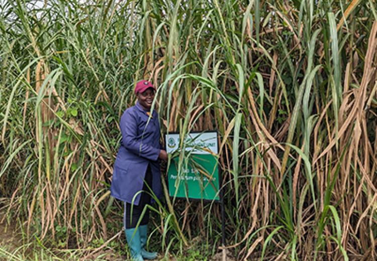 The Impact of Established Pastures at the Model Training Farm