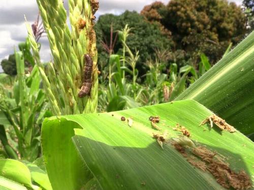 Fall armyworms:Farmers nightmare