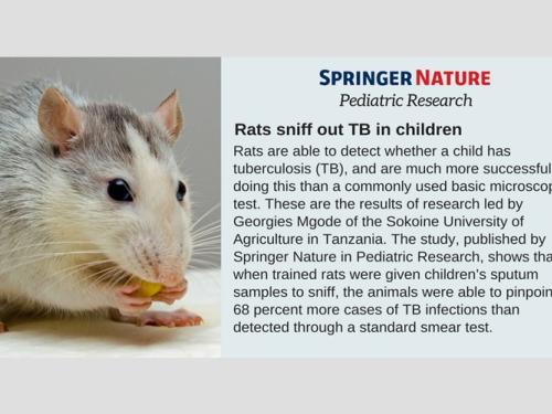Research from SUA shows that rats can detect tuberculosis in children with higher accuracy than standard microscopy tests