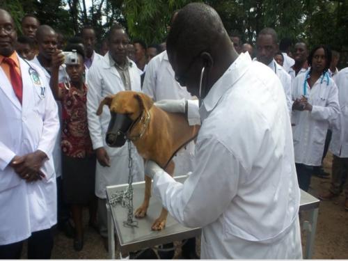 Prof. Raphael Chibunda who is veterinarians and also Vice chancellor of Sokoine University of Agriculture treating a dog at SUA Veterinary Referral Hospital during a world veterinary day