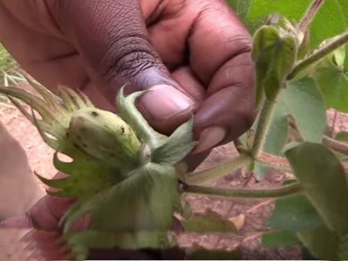 Fear of Unknown: Tanzania Cotton Farmers Paying a Price