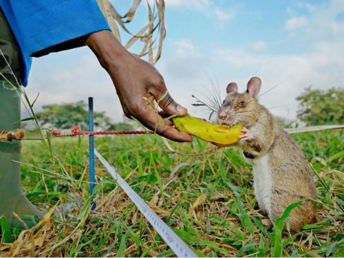 The rats get food rewards as they learn to detect land mines or TB in the lab