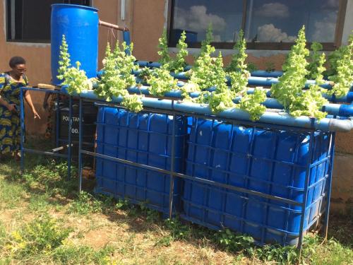 Aquaponic demonstration at SUA Magadu Fish Farm and Hatchery