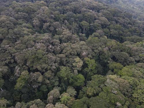 Msitu wa Hifadhi wa Mazumbai Wawezesha Watafiti na Watalii Duniani