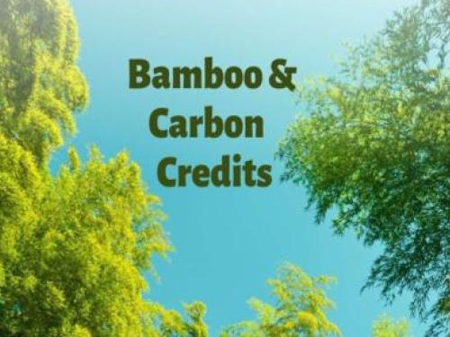 Tanzania Unveils Bamboo Strategy Incorporating Carbon Credits