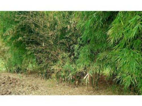 Launching of the National Bamboo Strategy and Action Plan