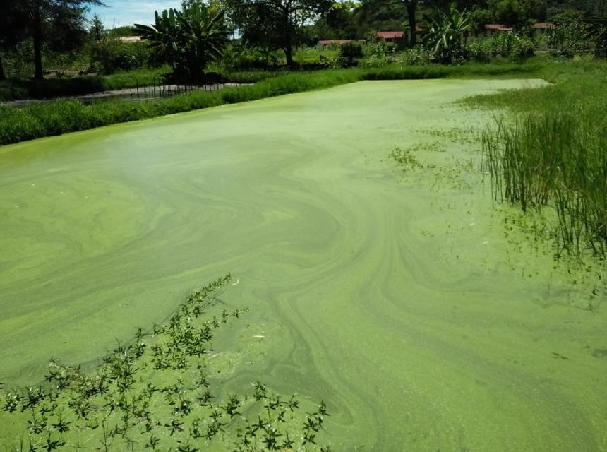 Macrophytes from Lake Victoria