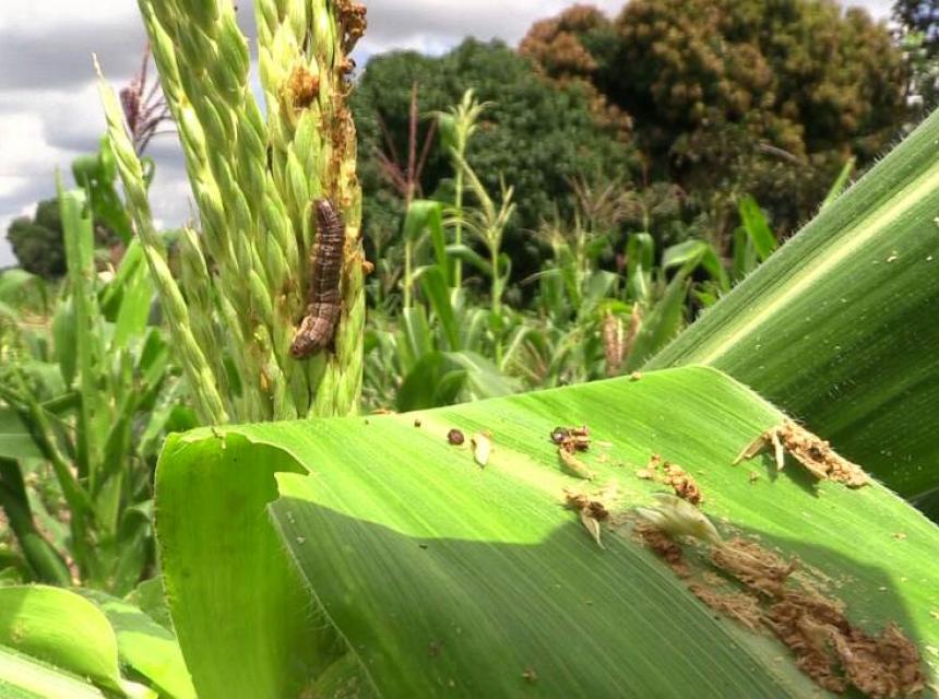 Fall armyworms:Farmers nightmare