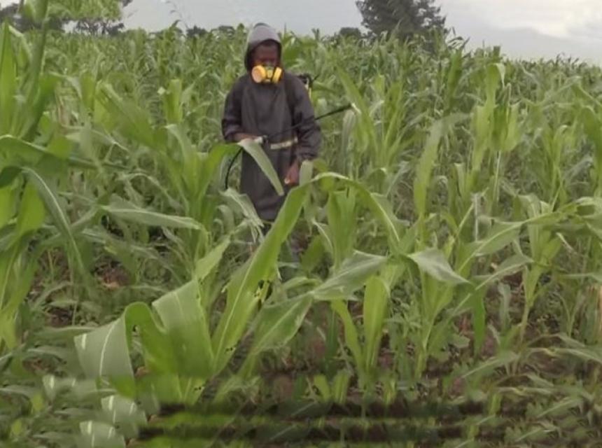 Maize Crops Attacked by fallworms