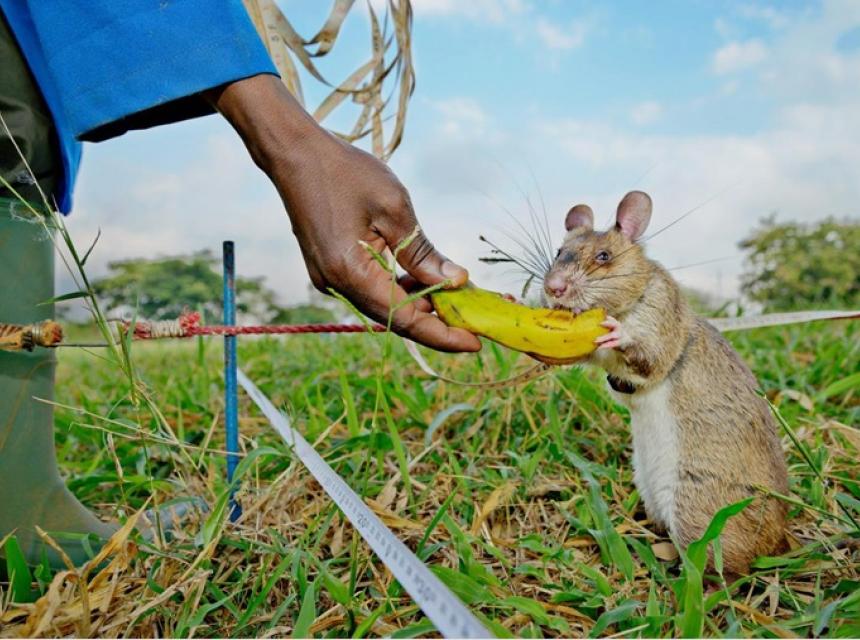 The rats get food rewards as they learn to detect land mines or TB in the lab