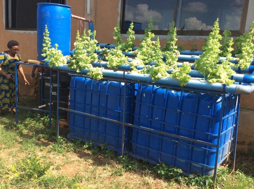 Aquaponic demonstration at SUA Magadu Fish Farm and Hatchery