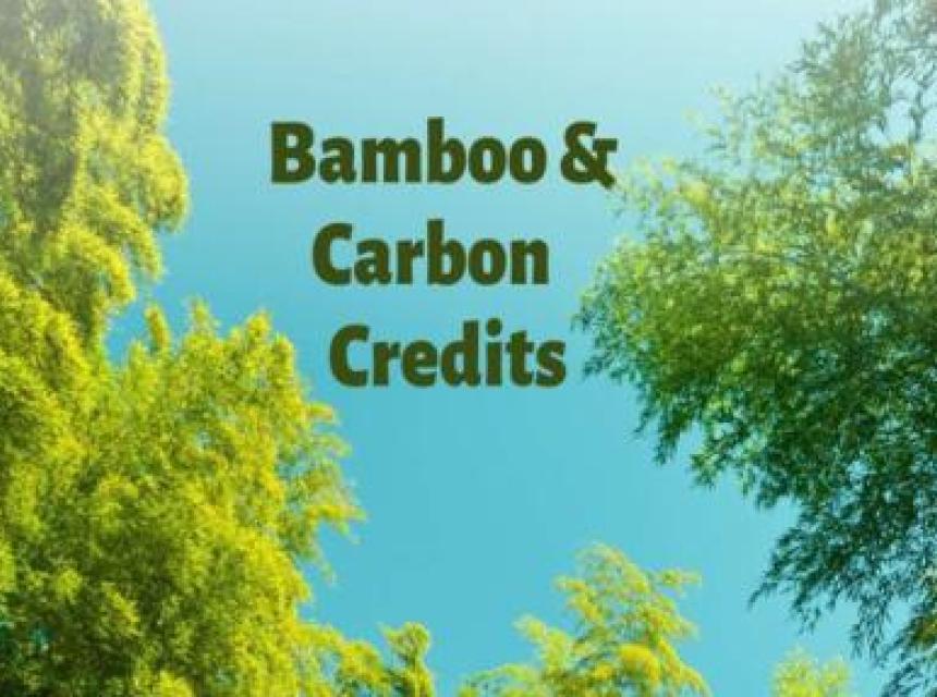 Tanzania Unveils Bamboo Strategy Incorporating Carbon Credits