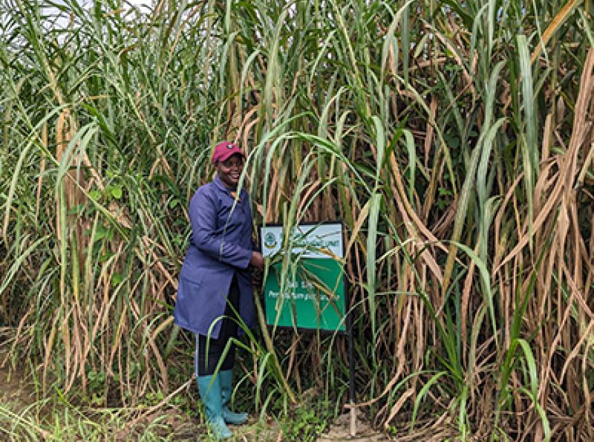 The Impact of Established Pastures at the Model Training Farm